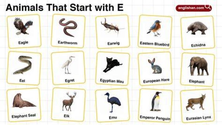 Animals that Start with E List of 20+ Animals Starting with E with