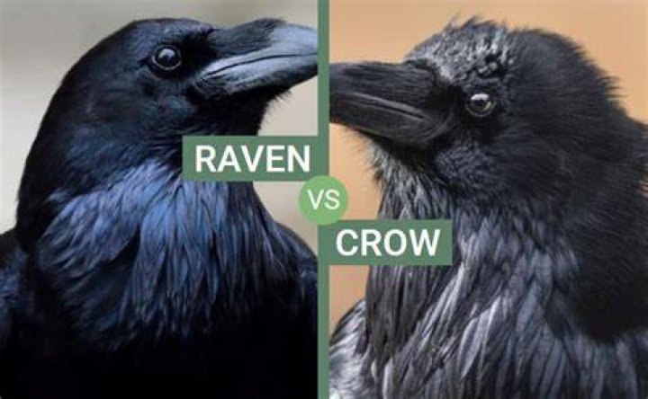 Difference Between A Crow And A Raven Joke Freeloljokes